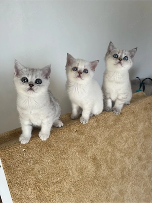 Reinrassige BKH Kitten mit blauen Augen
