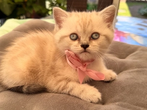 BKH Perser mix Kitten