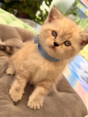 BKH Perser mix Kitten