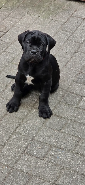 Cane Corso Italiano Welpe