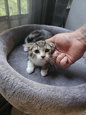 EKH Classic Tabby Kater