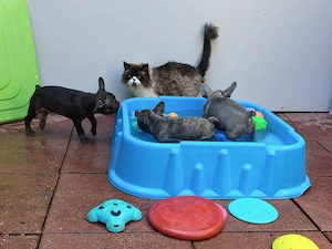 Französische Bulldoggen Jungs