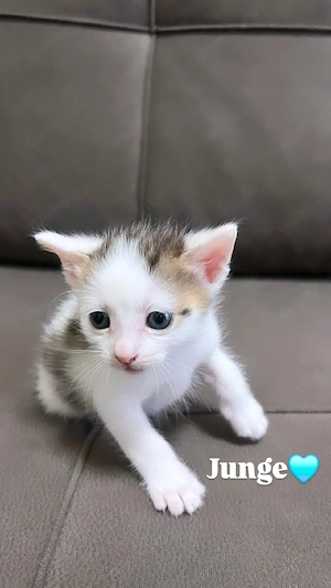Bengal mix kitten Ekh