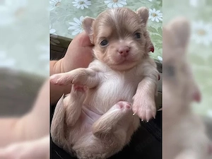 Traumhafte Chihuahua-Welpen suchen ein Zuhause für immer