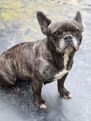 Französische Bulldogge Mädchen