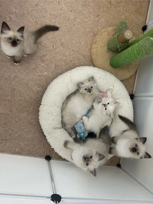 Traumhaftes Heilige Birma Kitten   