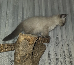 Edelwaldkatzenmix Neva Masquarade Sibirische Waldkatzen Norwegische Amerikanische Kitten