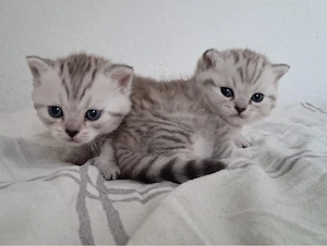 BHK Kitten