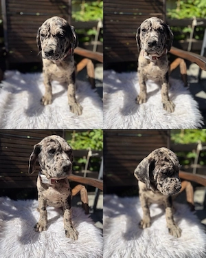 cane corso- cane corso xl bully abgabe bereit 