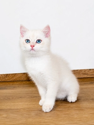 BKH Kitten Baby  Kater  Junge golden point, weiß Britisch Kurzhaar