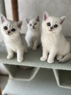Reinrassige BKH Kitten mit blauen Augen