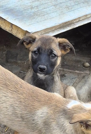 Tilly sucht liebevolle Hände Bild 3