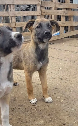 Tilly sucht liebevolle Hände Bild 2