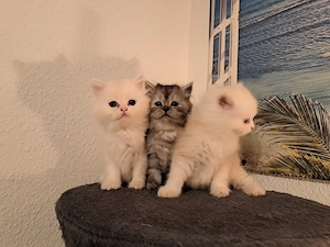 Babys Katzen 