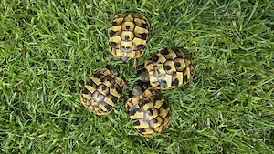 **Testudo hermanni boettgeri - Griechische Landschildkröte - seltene lokalform aus Peloponnes**