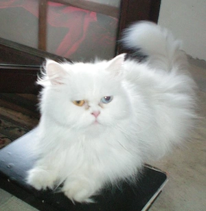  Reinrassige Perserkitten, Perserkätzchen, Perserbaby Perserkatzen, . Bild 8