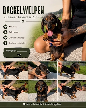 Dackelwelpen
