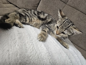 Süße kleine Katze 
