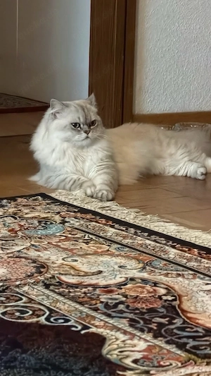 perserkater
