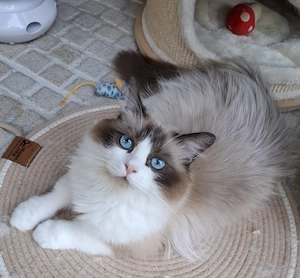 Verschmuste Ragdoll-Katzen