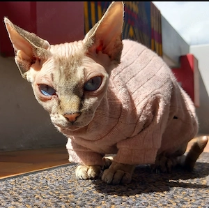 Sphynx Katze weiblich 4 Jahre 