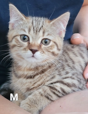 BKH-Kitten abgabebereit in 2 Wochen