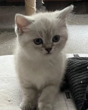 bkh Britisch Kurzhaar Kitten 