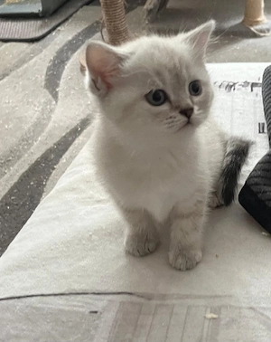 bkh Britisch Kurzhaar Kitten 