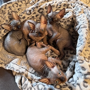  Reinrassige kanadische Sphynx Kitten-4 einzigartige Babys suchen liebevolles Zuhause