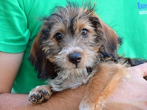 Trudie sucht ihr Zuhause (noch auf Sardinien)