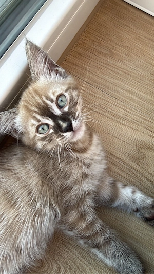 Traumhafter Kater sucht Zuhause für immer 