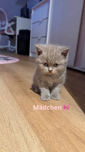 Britisch Kurzhaar Kitten (BKH) suchen ein liebevolles Zuhause