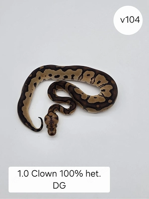 1.0 Clown het. DG  Königspython (Python regius)