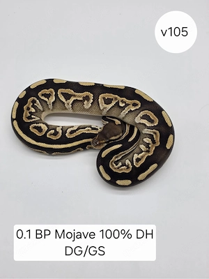 0.1 Black Pastel Mojave DH GS DG . Königspython (Python regius)