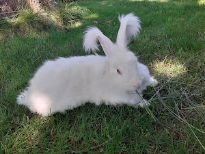 Kanninchen weiblich 1j jung