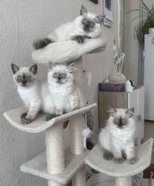  Britisch Kurzhaar & Langhaar Colourpoint Kitten   liebevoll aufgezogen 