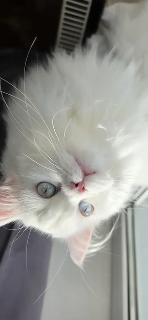 Wunderschöner Perser-Ragdoll-Mix (weiß, blaue Augen) sucht eine Dame zum Decken.
