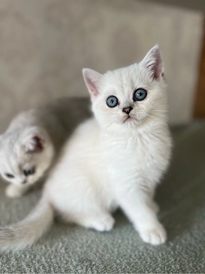 Reinrassige BKH Kitten mit blauen Augen Bild 7