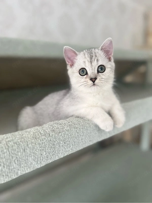 Reinrassige BKH Kitten mit blauen Augen Bild 8