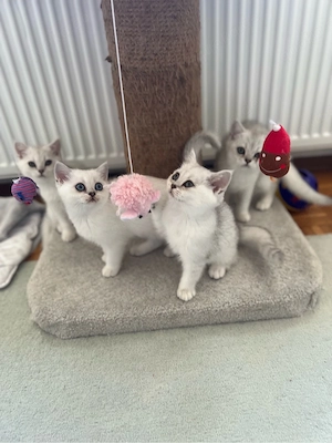 Reinrassige BKH Kitten mit blauen Augen