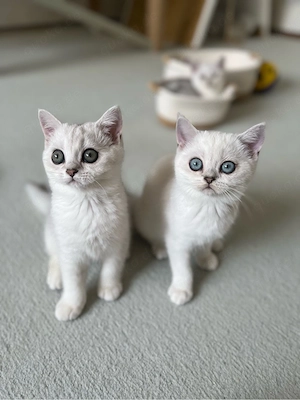 Reinrassige BKH Kitten mit blauen Augen Bild 2