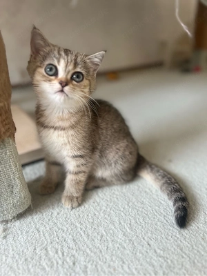 Reinrassige BKH Kitten mit blauen Augen Bild 4
