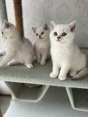 Reinrassige BKH Kitten mit blauen Augen