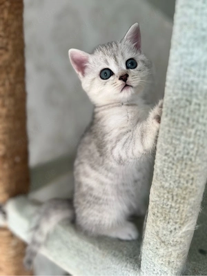 Reinrassige BKH Kitten mit blauen Augen Bild 9