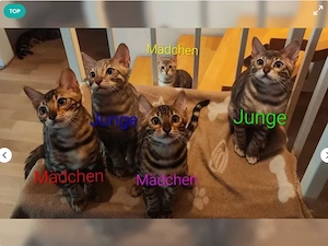 Wunderschöne Bengalkätzchen suchen ein liebevolles Zuhause . 