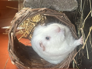 Blauäugige Meerschweinchen 