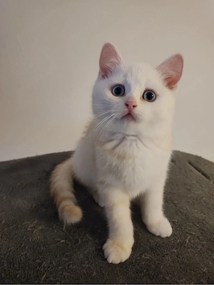 BKH kitten