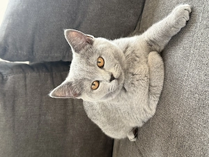 Britisch Kurzhaar (BKH) Katze, 5 Monate, Blue