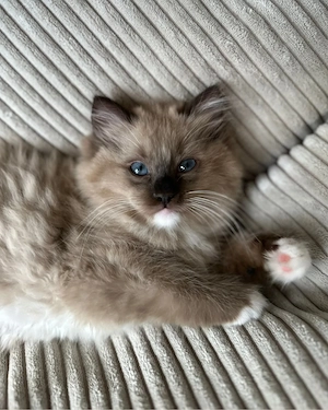    Süßes & Anhängliches Ragdoll-Kätzchen sucht ein liebevolles Zuhause