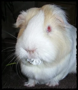Habe noch ein Plätzlein für ein Meerschweinchenmädchen in Not!